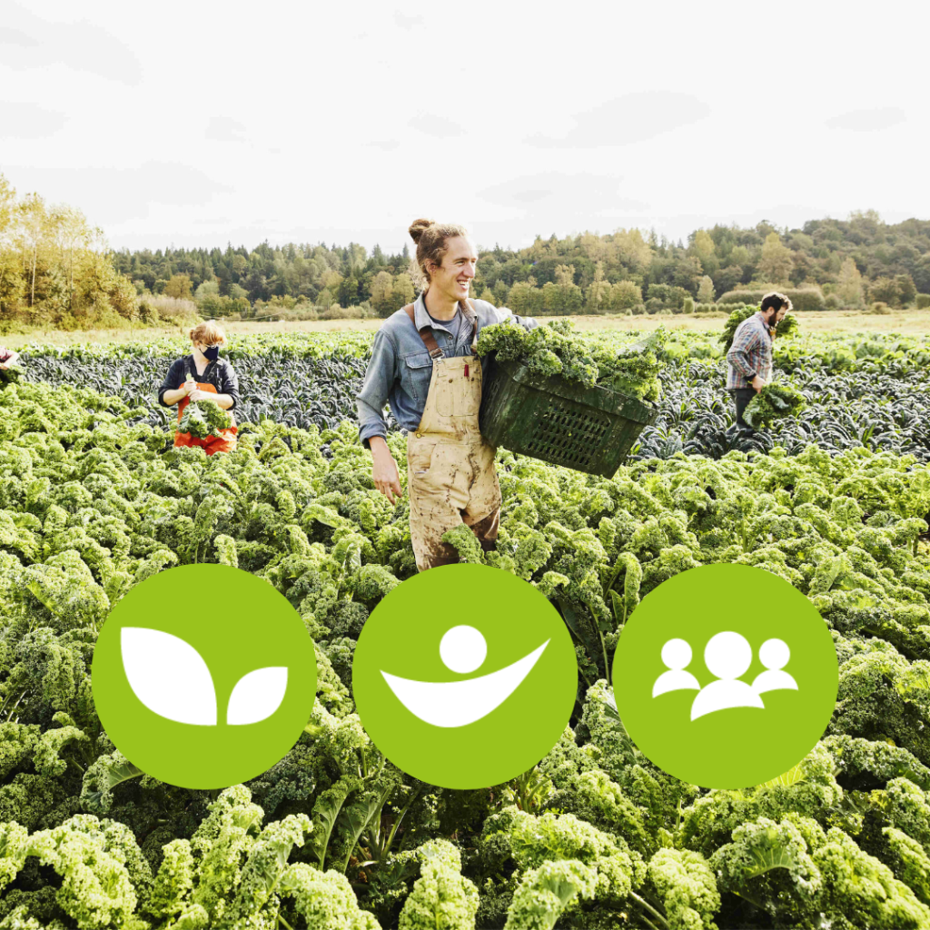 Drei Personen auf einem Feld, die Kohl pflücken. Im Vordergrund sind die drei Piktogramme der Lyreco Sustainable Selection (Planet by Lyreco, People at work by Lyreco und Community by Lyreco) abgebildet.