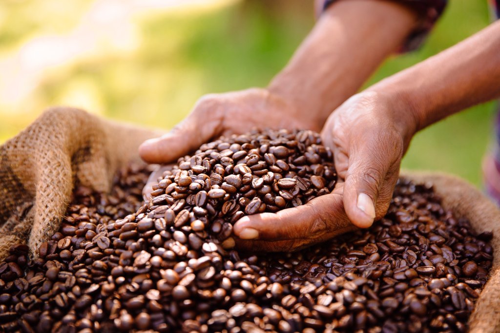 Ausschnitt von Händen, die Kaffeebohnen aus einem Kaffeesack in die Hand nehmen.
