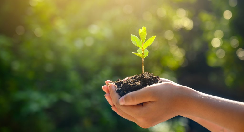 Zwei Hände halten Erde und einen Baum-Keimling. Im Hintergrund sind unscharf Blätter von Bäumen und Büschen.